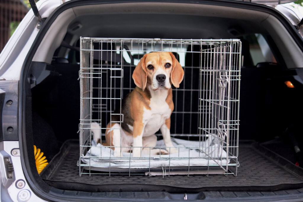 cane trasportino